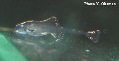 Sturisoma panamense